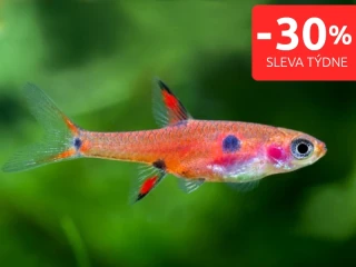 Razborka trpasličí - Boraras maculatus