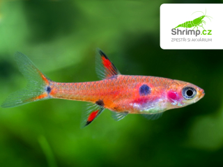 Razborka trpasličí 20 ks - Boraras maculatus