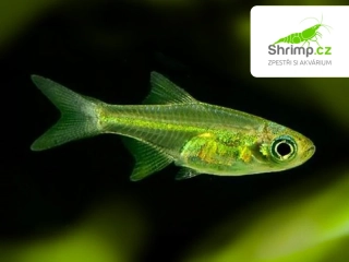 Razbora ranongská - Microdevario kubotai