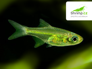 Razbora ranongská 10 ks - Microdevario kubotai