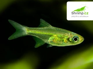 Razbora ranongská 20 ks - Microdevario kubotai
