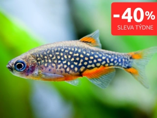 Dánio perlové - Danio margaritatus
