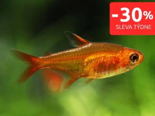 Tetra ohnivá - Hyphessobrycon Amandae