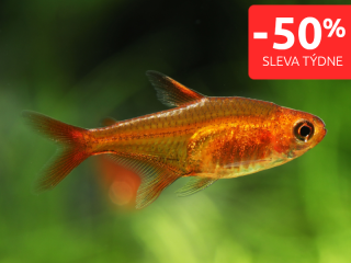 Tetra ohnivá - Hyphessobrycon Amandae