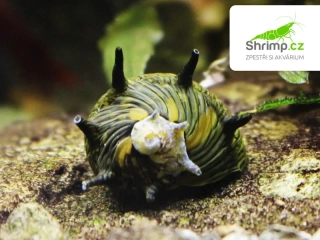 Plž Sun 10 ks - Clithon corona