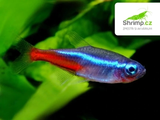 Neonka obecná 10 ks - Paracheirodon innesi