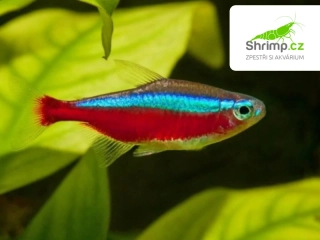 Neonka červená 10 ks - Paracheirodon Axelrodi
