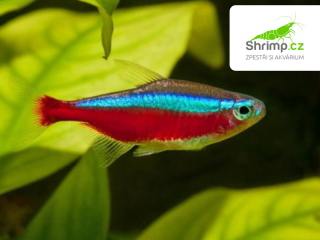 Neonka červená 20 ks - Paracheirodon Axelrodi
