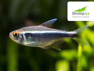 Neonka černá - Hyphessobrycon herbertaxelrodi