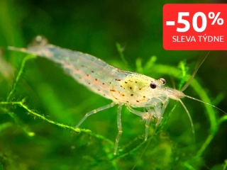 Kreveta Amano L - Caridina Japonica