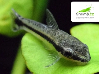 Krunýřovec jednopruhý - Otocinclus affinis