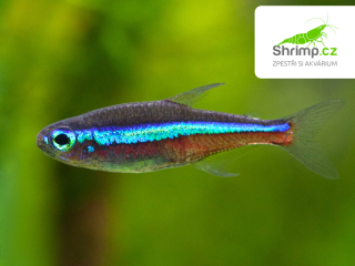 Neonka modrá - Paracheirodon simulans