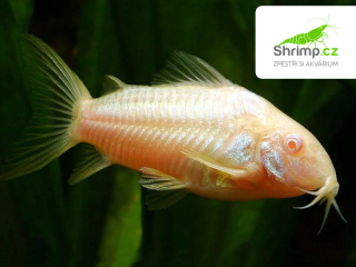Pancéřníček aeneus Albin - Corydoras aeneus