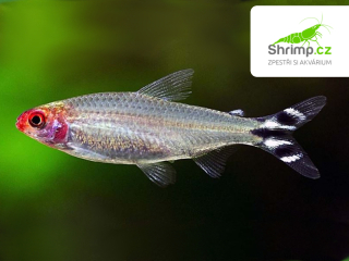 Tetra červenoústá - Hemigrammus rhodostomus