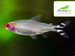 Tetra červenoústá 20 ks - Hemigrammus rhodostomus