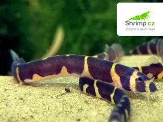 Sekavec příčnopásý - Pangio kuhlii kuhli