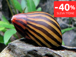 Plž Neritina zebra (Neritina natalensis)