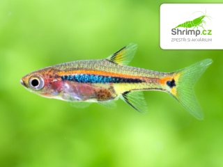 Razbora skvrnoocasá - Boraras urophthalmoides