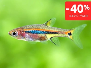 Razbora skvrnoocasá 10 ks - Boraras urophthalmoides