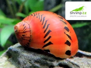 Plž Neritina turrita