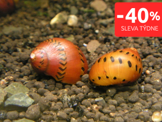Plž Neritina turrita