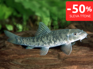 Gara rudohnědá 10 ks - Garra rufa