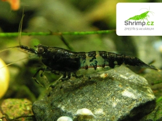 Carbon rili - Neocaridina davidi