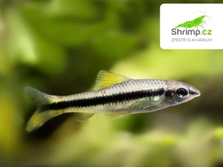 Parmička černopruhá - Crossocheilus siamensis