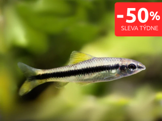 Parmička černopruhá - Crossocheilus siamensis