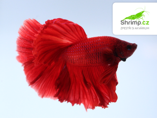 Bojovnice pestrá - samec Halfmoon červený