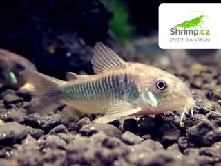 Pancéřníček zelený 10 ks - Corydoras aeneus schultzei 