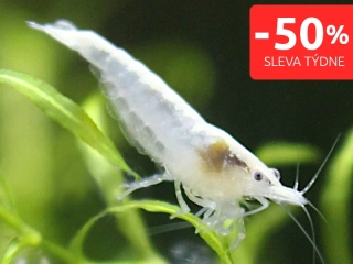 White pearl - Neocaridina davidi