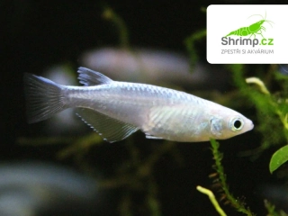 Medaka japonská metallic - Oryzias latipes metallic