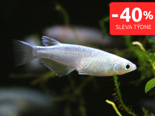Medaka japonská metallic - Oryzias latipes metallic