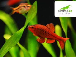 Parmička duhová - Puntius titteya 