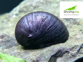 Plž Vojenská přilba - Neritina sp.