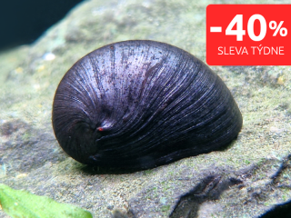 Plž Vojenská přilba - Neritina sp.