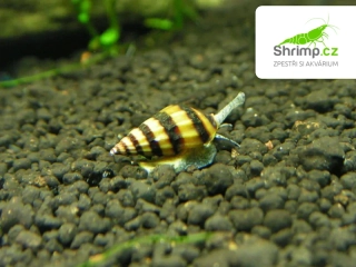 Plž Clea Helena (Surmovka vražedná)