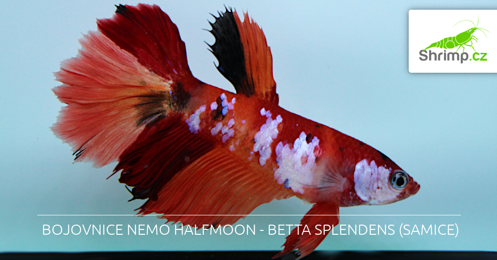 samice-bojovnice-pestrej-var-nemo-halfmoon