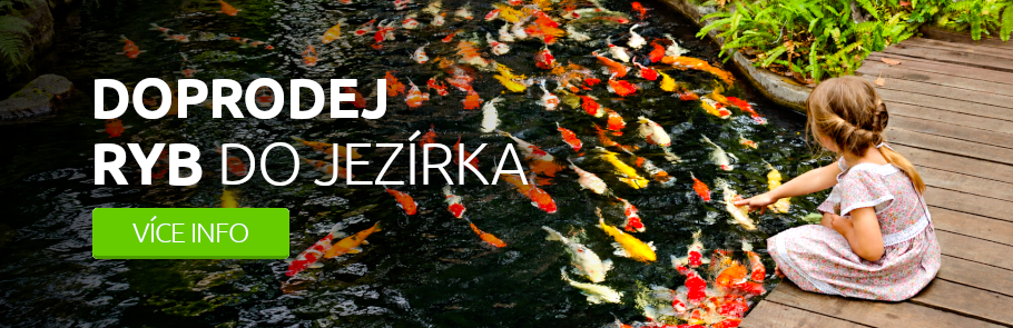 Doprodej ryb do jezírka