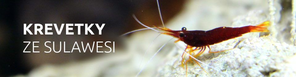 Krevetky ze Sulawesi
