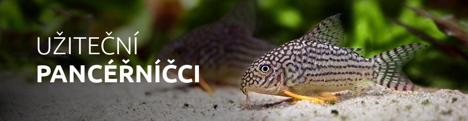 Pancéřníčci